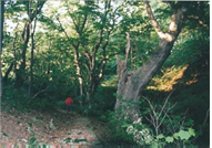 ブナの古木も現れる山道