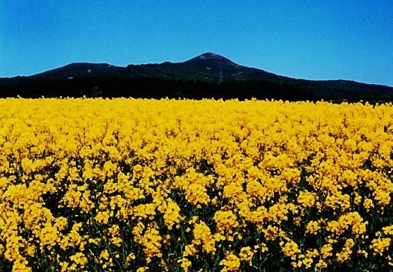 松栄からの端正な吹越烏帽子　見事な菜の花畑