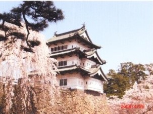 弘前城桜
