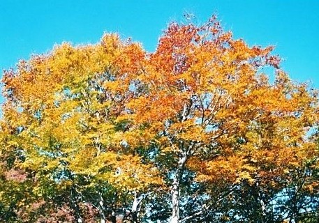 飯豊山麓の紅葉