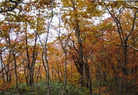 小路又　大連寺ブナ原生林