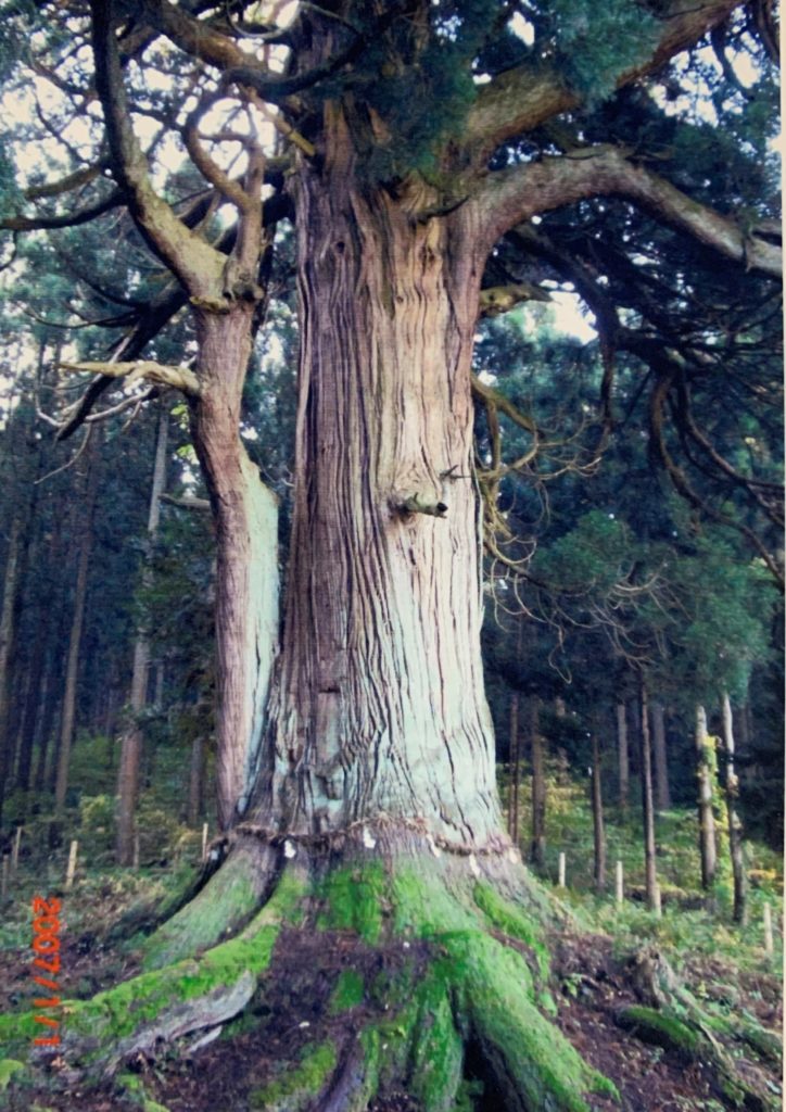 山五十川玉杉　樹齢１５００年