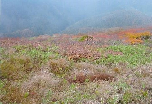 薬師平の紅葉