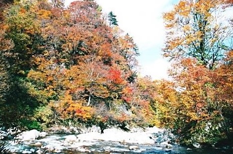 梅花皮かいらぎ川支流　檜山沢にて紅葉を見る