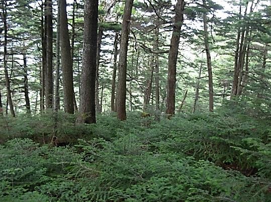 針葉樹林帯を行く