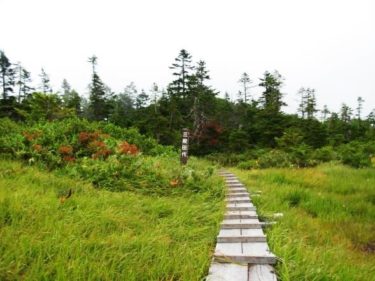 オサバグサの大群落～台倉高山～（栃木・福島）