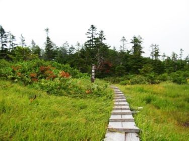 オサバグサの大群落～台倉高山～（栃木・福島）