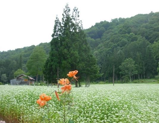 蕎麦畑　可憐なオニユリと白樺そして緑濃い杉が里の匂いを誘う