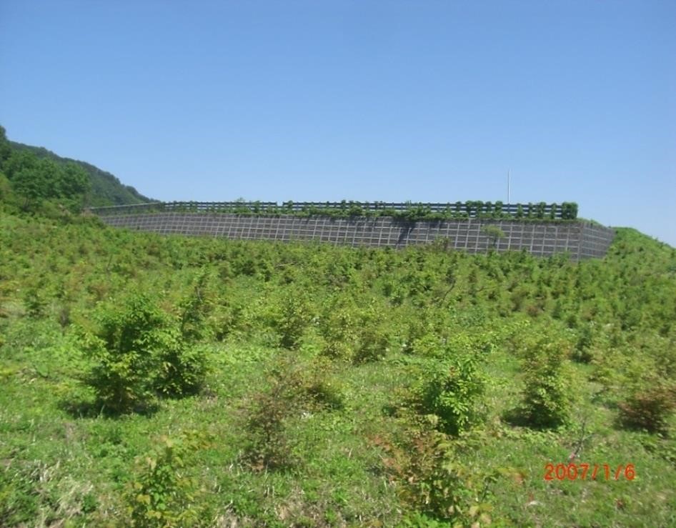 山麓には多くのブナの植林がされていた