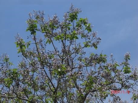 貴重な桐の花