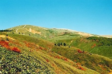 雲一つない草紅葉の中に点々とシラビソ