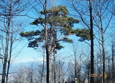 冬しか登れない山！？～荒倉山～（山梨）