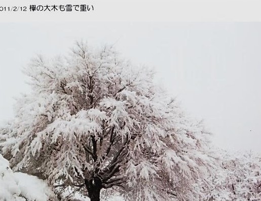 拳の大木も雪