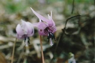 春がオススメ☆一面ピンクの桃畑～棚山～（山梨）