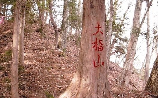 大指山と書かれた杉　この上が山頂