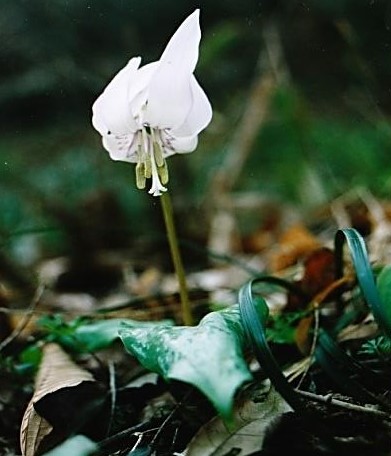 白花　カタクリ