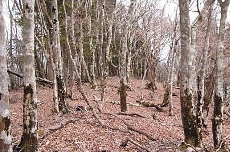 広い山頂　　土管の多い山域だ