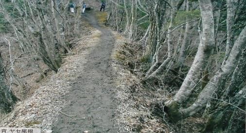 踏み込まれたヤセ尾根を行く