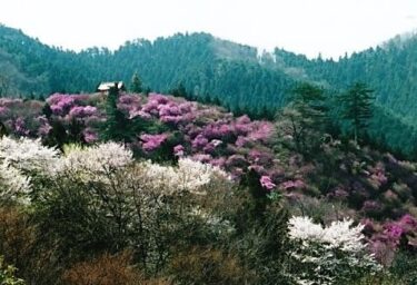 全山ピンクに染められたミツバツツジにツツジのトンネル～岩根山～（埼玉）