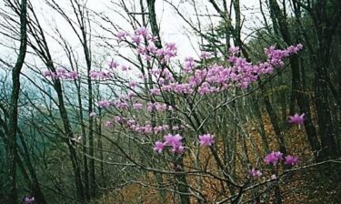 山頂ではトウゴクミツバツツジがお出迎え～斑山～（山梨）