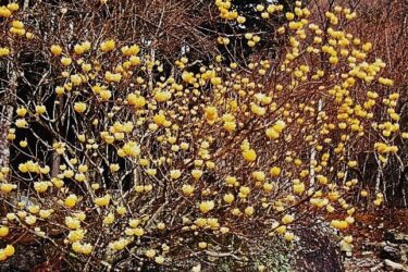 頂上にはなぜか土管？ミツマタがキレイな～箒沢権現山～（神奈川）