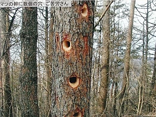 唐松に真新しい数個の餌穴