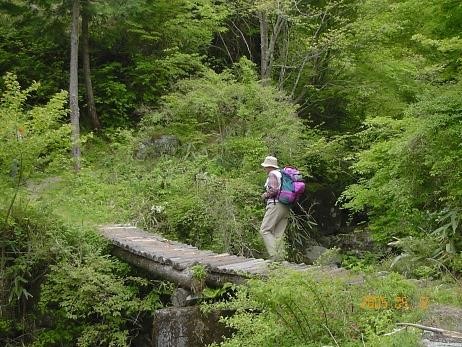 新緑の広葉樹林を行く