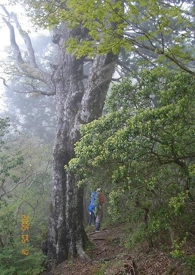 ブナの大木　人間との比較