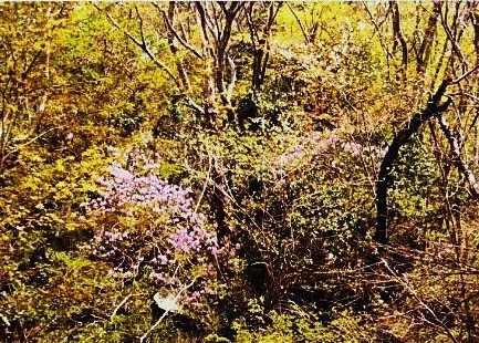 ヤシオツツジと山桜のｺﾝﾄﾗｽﾄ