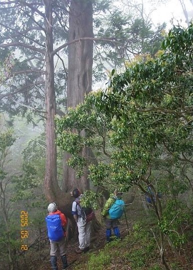 見上げるアスナロの大木