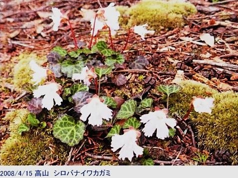 高山・シロバナイワカカミ