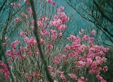 感動的なロウピンクのヤシオツツジが出迎えてくれた～石裂山～（栃木県）