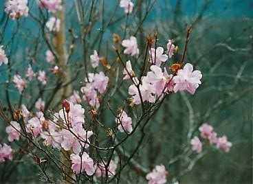 山頂から関東平野、秩父連山、上信越の山々が一望できる｜西御荷鉾山（群馬）