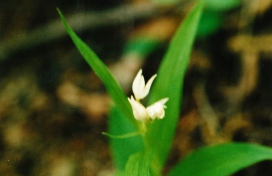 希少植物のギンラン