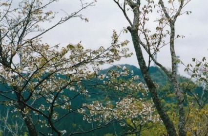 山桜