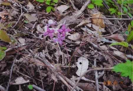 可憐な花　イカリソウ２