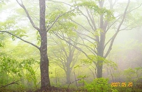 素晴らしいブナ林