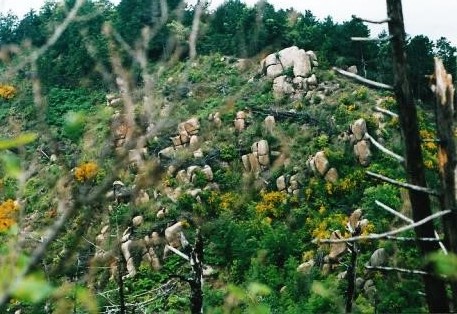 山火事で焼けただれた山腹