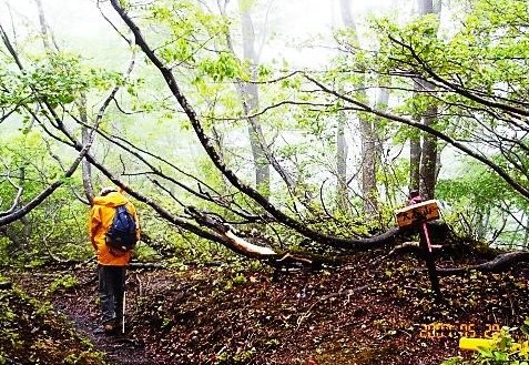 変形した樹林の姿