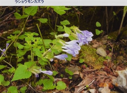 ラショウモンカズラ