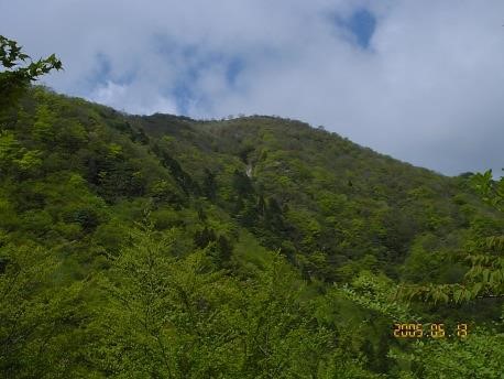 青笹の本邦が顔を出す