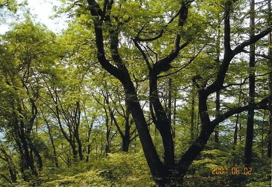 雑木林の中にウダイカンバの大木