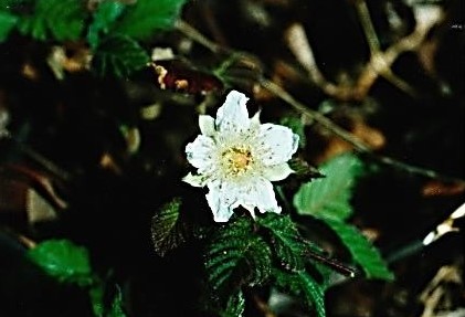 城山コース登山口に咲いていたクサイチゴの花