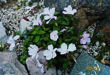 信州・麦草峠～タカネビランジ