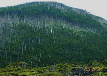 雨池山の立ち枯れ