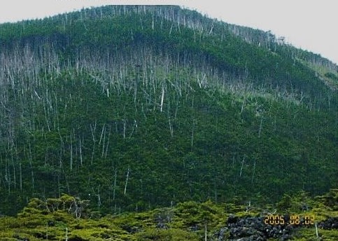 雨池山の立ち枯れ