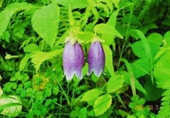 信州・八千穂高原・自然園｜ヤマホタルブクロ