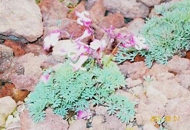 コマクサ(高山植物の女王）