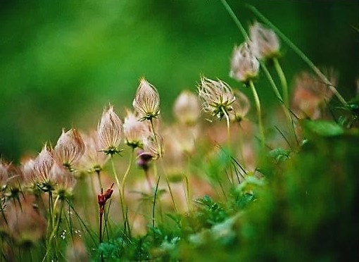 チングルマの花柄