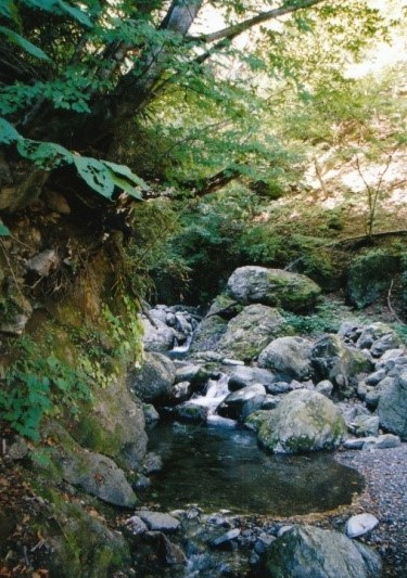 尾ノ内沢｜苔むした岩石がゴロゴロの沢登り